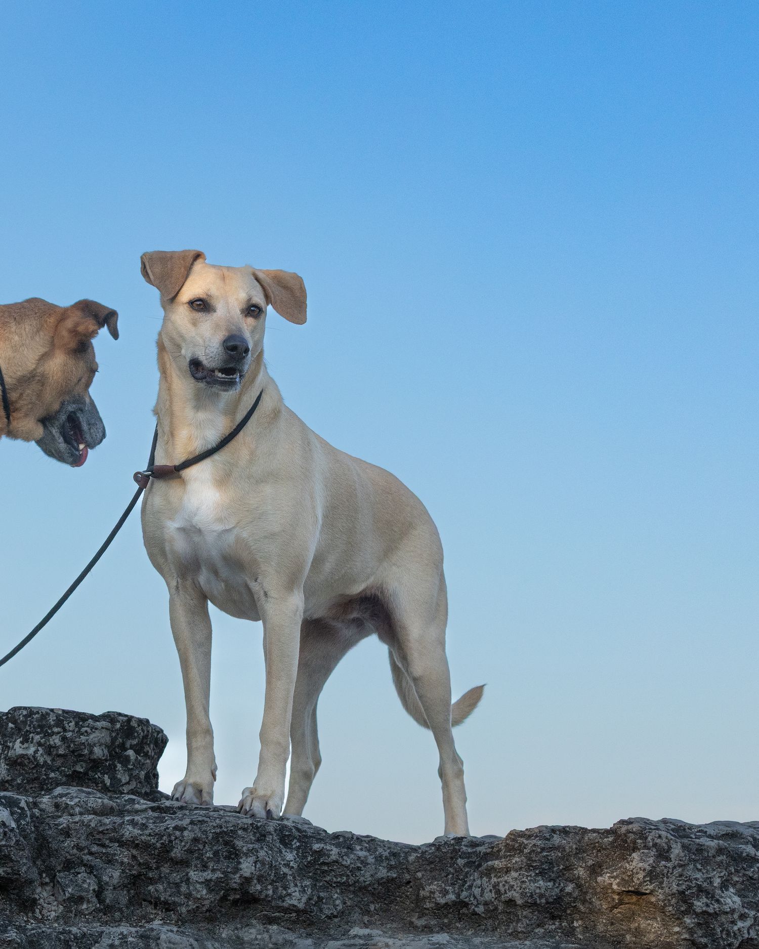 A tan mixed breed dog stands alert on a rocky outcrop against a bright blue sky with her brother in the background.