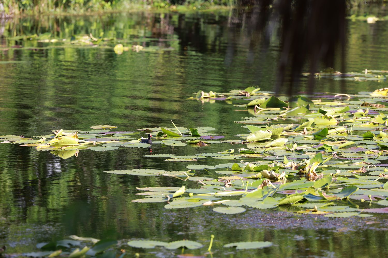 Lily pads and aquatic plants float peacefully on the dark reflective surface of a tranquil pond.
