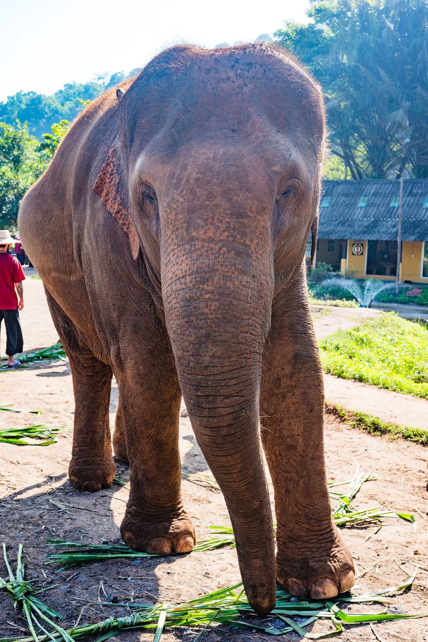 Asian elephant. Ethical elephant sanctuary Chiang Mai, Thailand. Half-Day Elephant Experience at Rantong review.