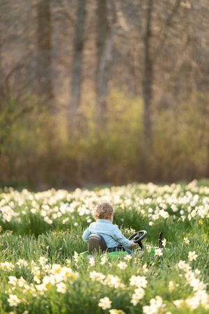 Young curly-haired child riding green toy tractor through field of white daffodils in spring.