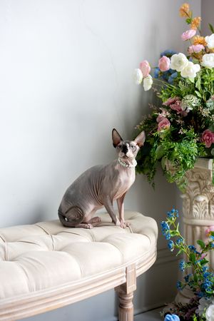 Elegant Sphynx cat with a floral collar sitting on a tufted cream bench beside a floral arrangement.