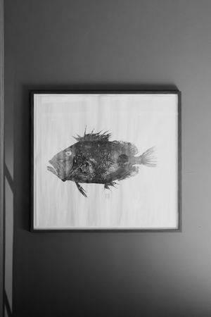 A series of black and white fish illustrations displayed in frames on a dark wall.