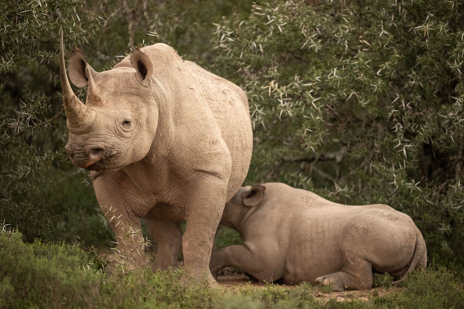 Two white rhinos resting together in a natural grassland environment during daylight hours.