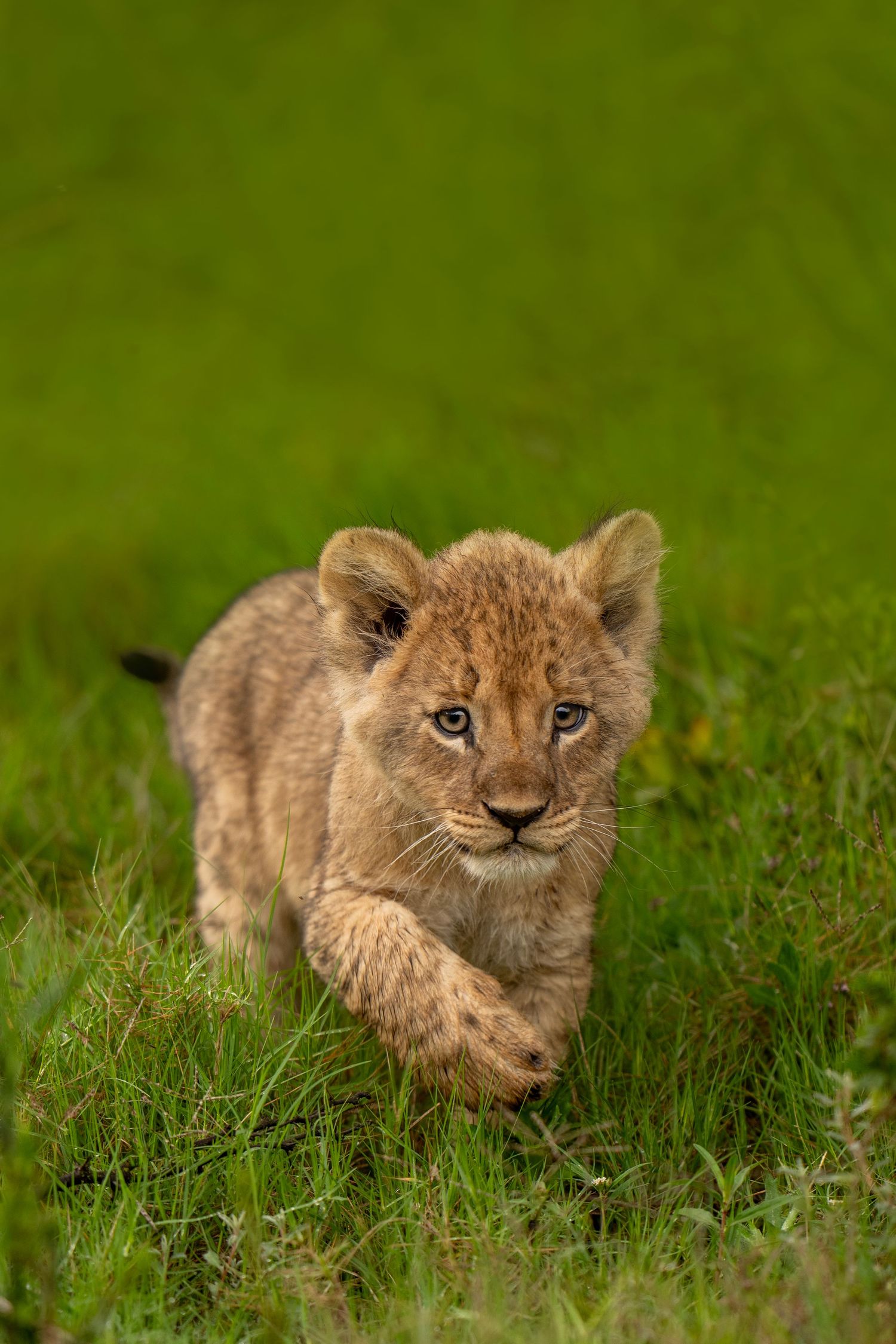 Adorable lion cub peeks through tall grass in a sequence of three connected images showing different playful poses.