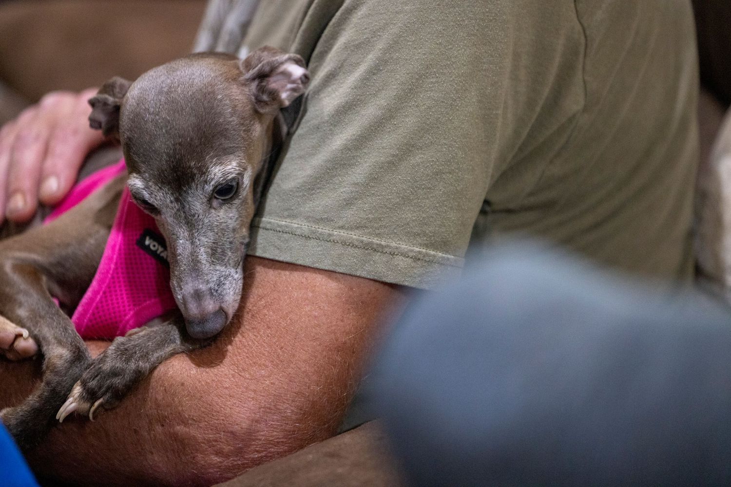 A person with a gentle hand comforting a small, trembling Italian Greyhound
