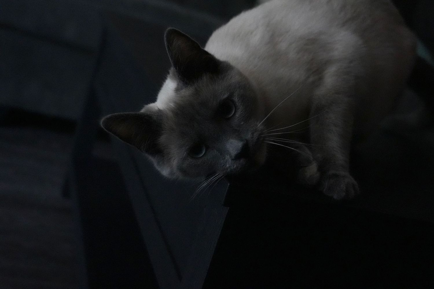 Evie.