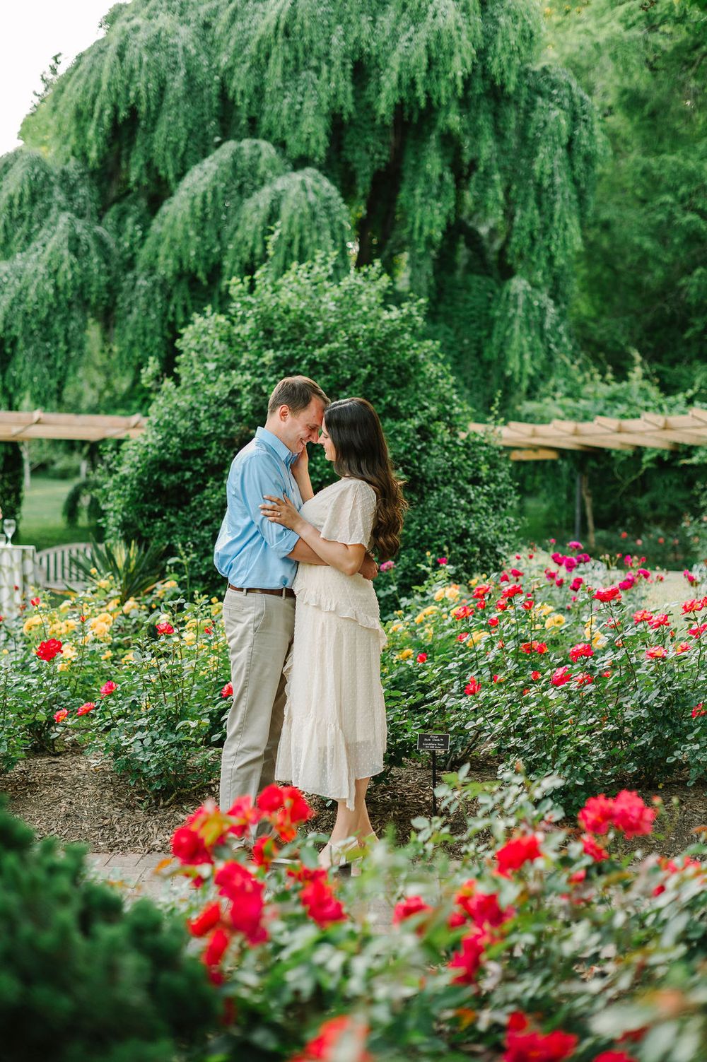A romantic couple embraces in a lush garden with vibrant red roses and a drooping willow tree in the background.