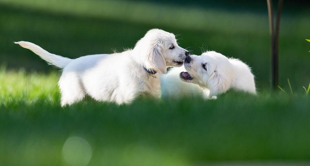 pet photography, dog photography