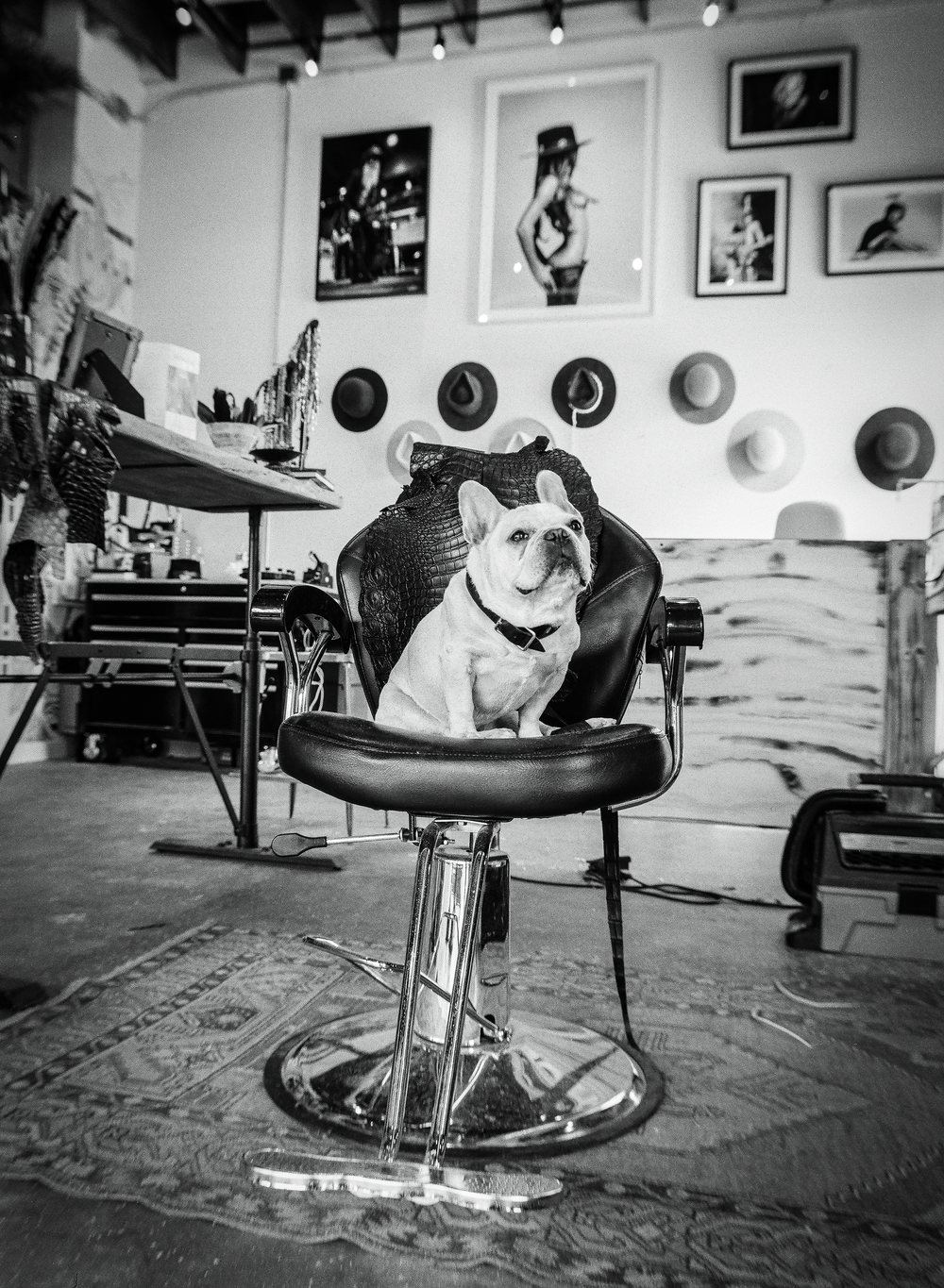 Interior of the Trovador shop showing gunner, the mascot dog, in dramatic black and white photography.