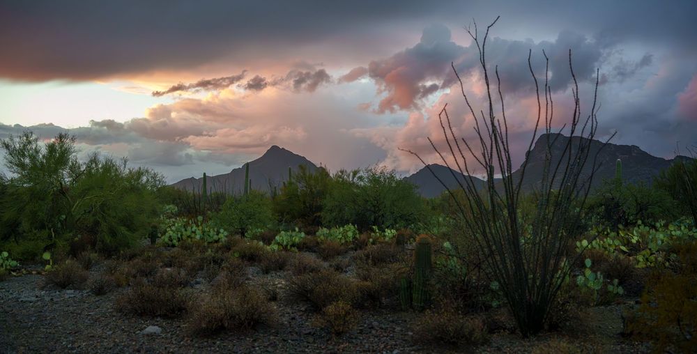 Dramatic sunset over desert mountains with ocotillo plants and desert vegetation in the foreground against stormy clouds.
