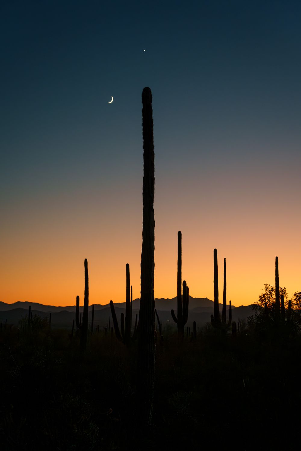 Silhouettes of tall saguaro cacti stand against a vibrant sunset sky with a crescent moon in the Arizona desert.