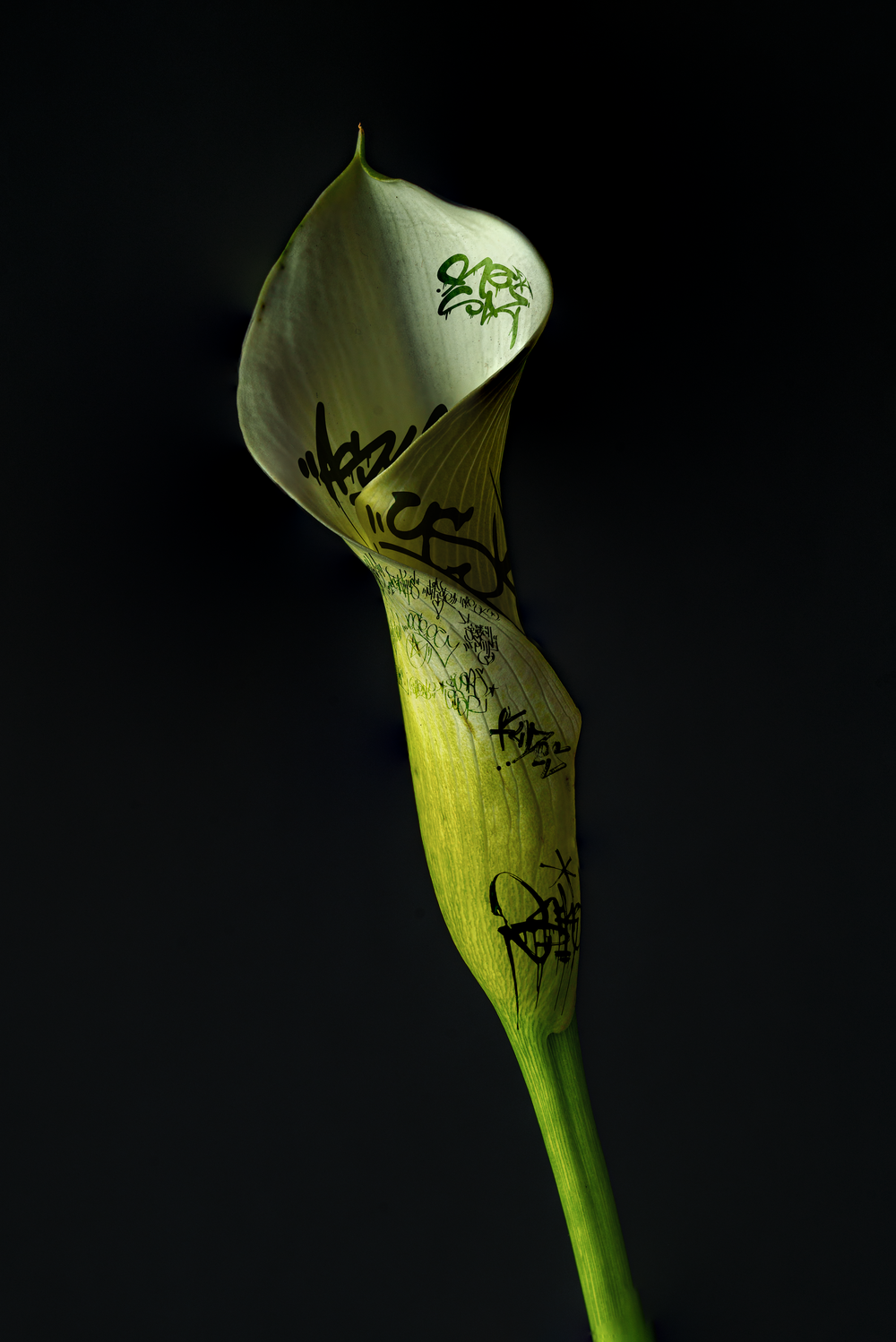 A calla lily bud with graffiti writing on its white petals is illuminated against a dark background. Jonathan's signature work.