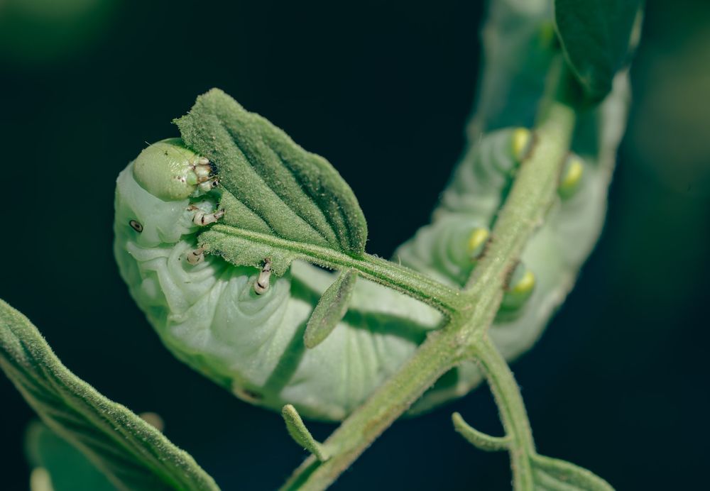 Close-up macro photo shows a caterpillar on a fresh tomato plant growing with delicate tendrils and stems in natural light.