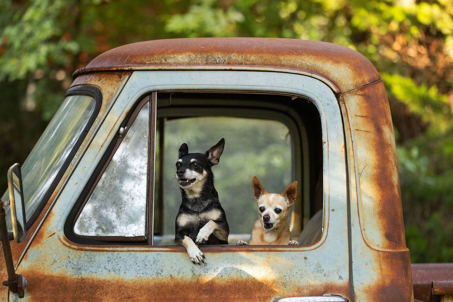 A series of photos showing two chihuahuas sitting in the driver's seat of a rustic vintage truck at Sekrit Theater in Austin, Texas.