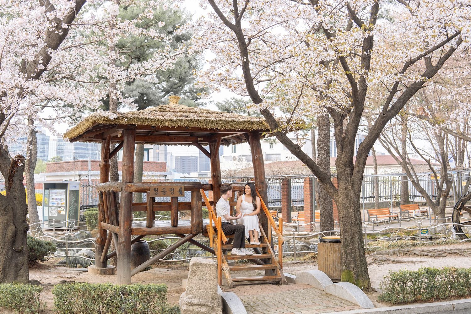Two women sit under a wooden gazebo surrounded by blooming cherry blossom trees in a serene park.
