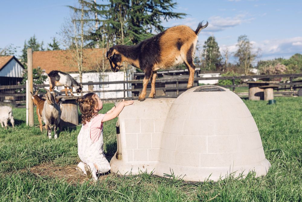 Young girl feeding a goat standing on a plastic igloo shelter on a sunny farm with other goats nearby.