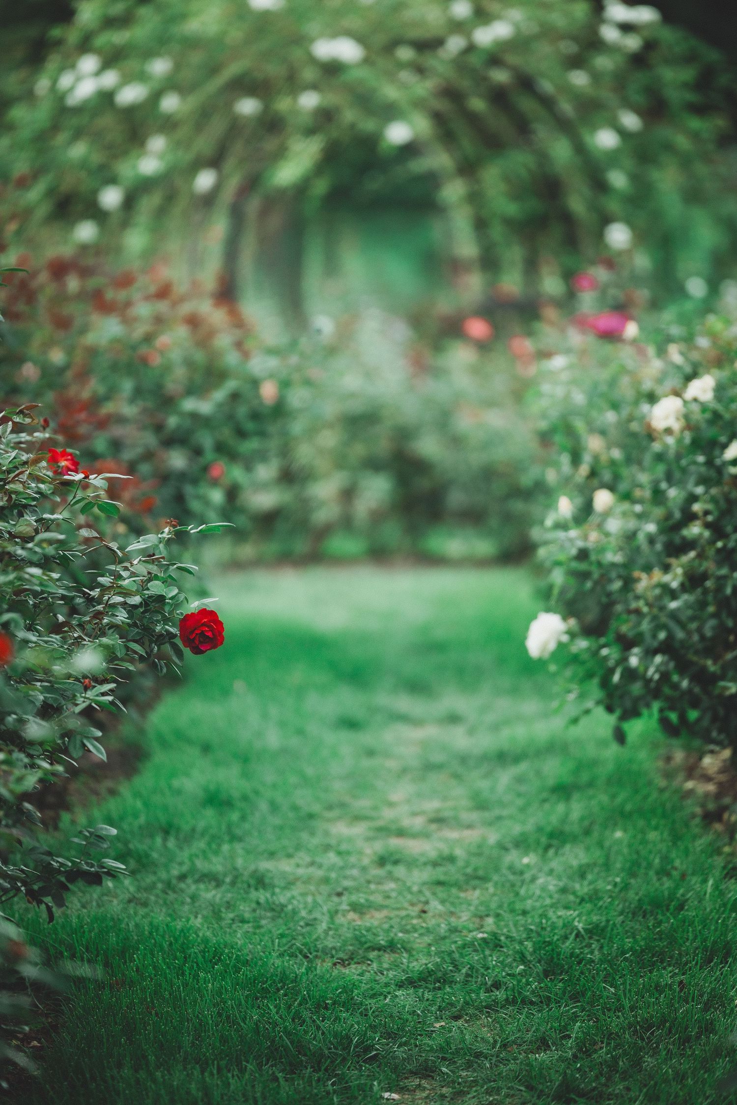 Lush garden path lined with blooming red and white roses under a green floral arch on a sunny day at the Bon Air Rose Garden in VA.