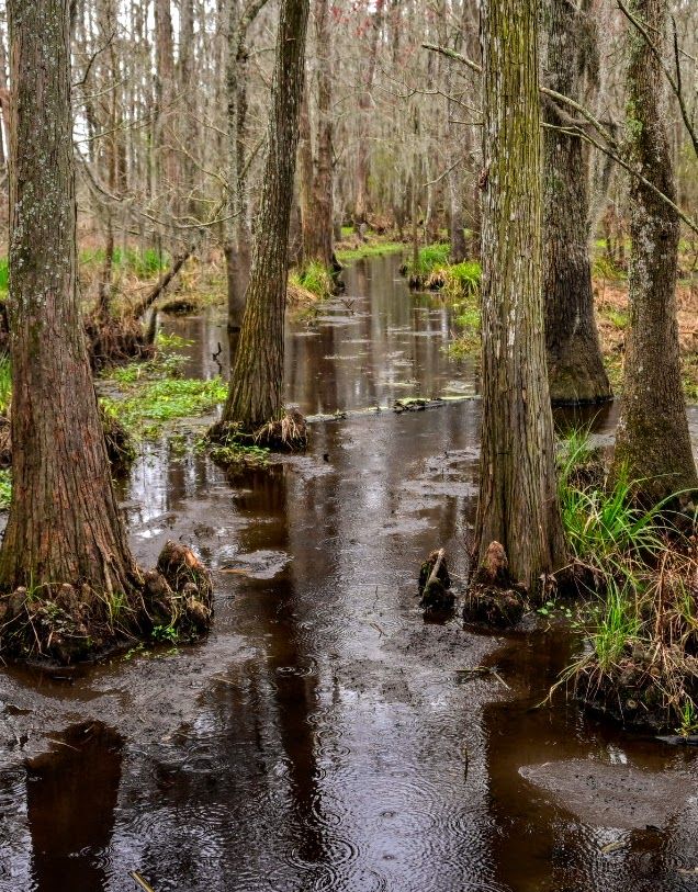 Cypress swamp in rain with cypress knees and dark water just off I-55 in Louisiana.