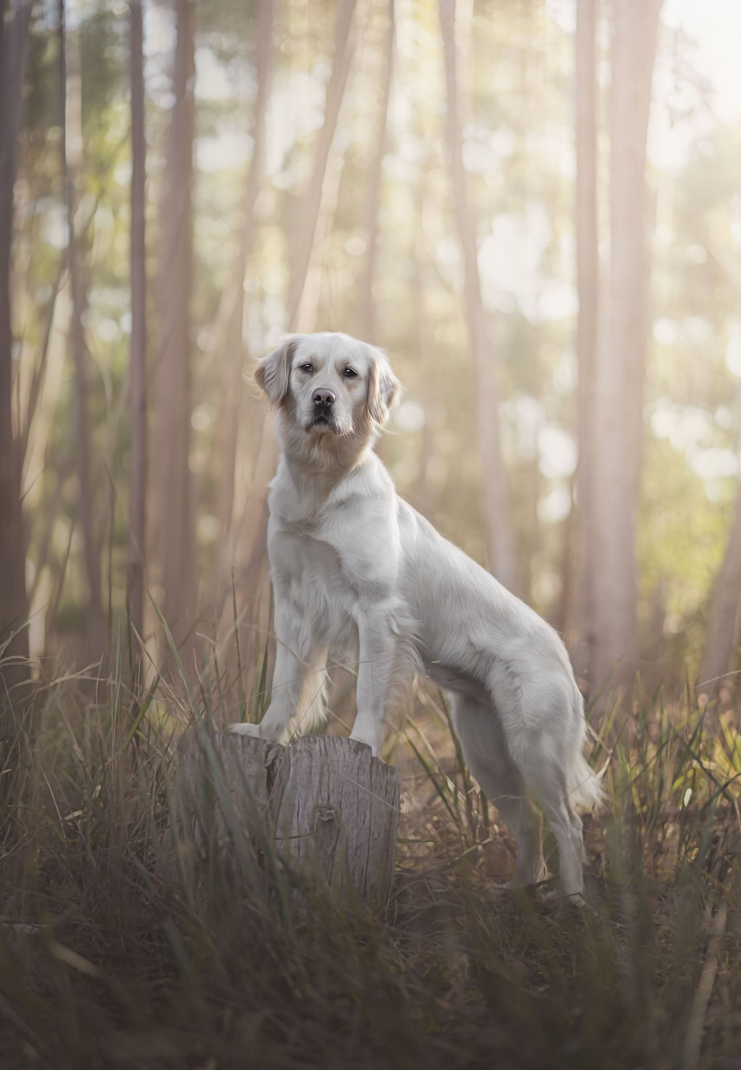 Golden retriever in a forest setting with sunset