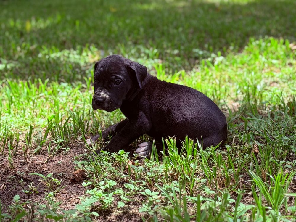 A tiny black puppy sits in green grass outdoors, exploring its surroundings in a sunny garden setting.