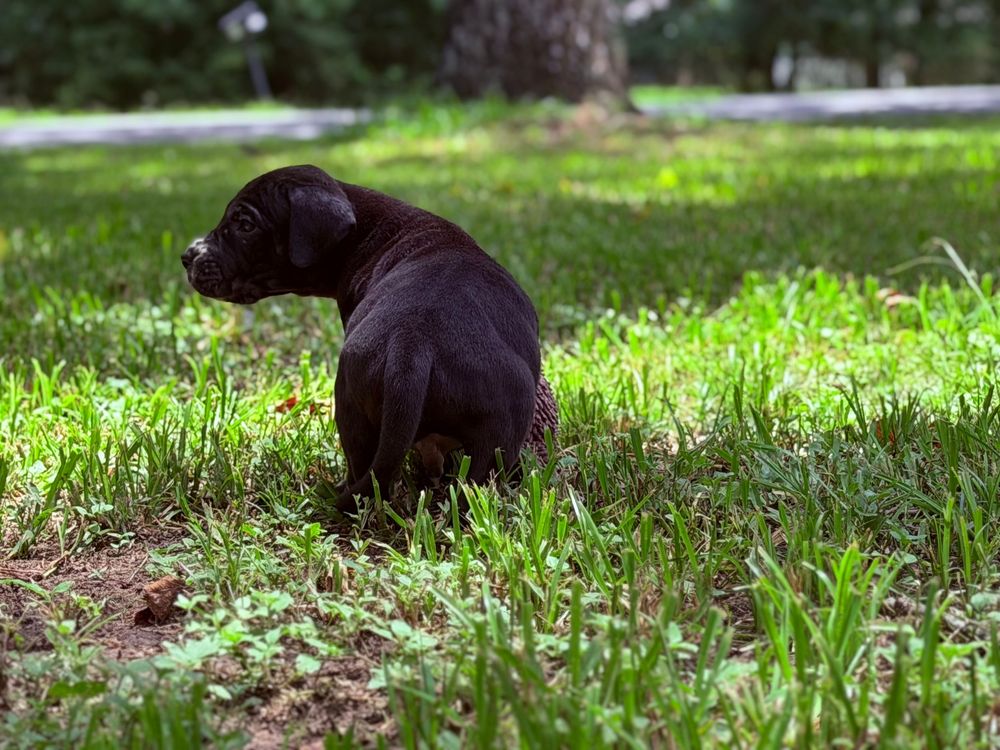 A small black Labrador puppy sitting alone in lush green grass, viewed from behind in a sunny outdoor setting.