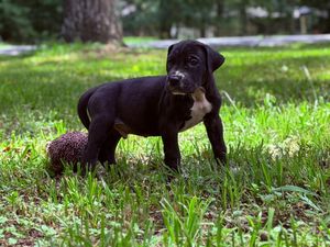 Black puppy standing in green grass yard holding a stick in its mouth on a sunny day.
