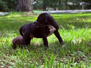 Black Labrador puppy playing with a spiky toy ball in lush green grass outdoors.