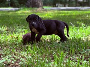 Black Labrador puppy standing in green grass outdoors, playing with a small spiky ball toy.