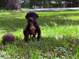 Adorable black Lab puppy sitting in green grass beside a spiky hedgehog toy outdoors.