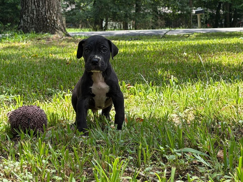 Black Labrador puppy sitting on green grass outdoors next to a small hedgehog toy in a sunny backyard.
