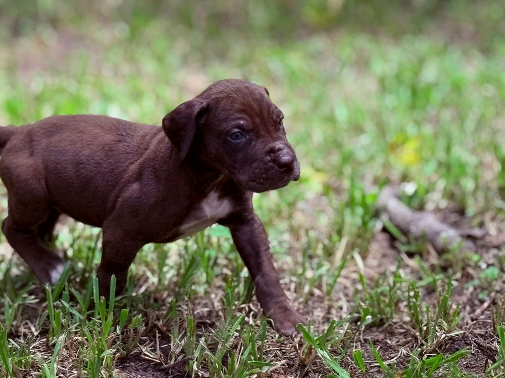 A tiny chocolate brown puppy stands in green grass outdoors, exploring its surroundings with curiosity.