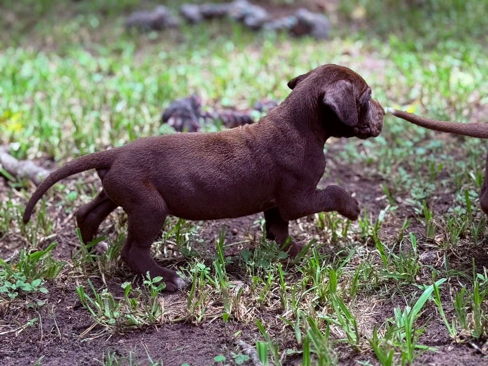 A chocolate Labrador puppy runs playfully through green grass, tail extended, on a dirt and grass outdoor surface.