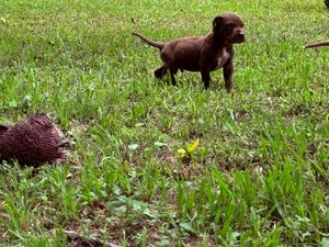 Chocolate Labrador puppy playing in green grass yard with a brown hedgehog toy on a sunny day.