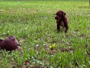 Chocolate Labrador puppy playing in green grass field next to a hedgehog toy and yellow flower.