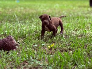 Tiny chocolate Labrador puppy standing in green grass outdoors, with a small hedgehog toy nearby on a sunny day.