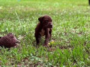 Tiny chocolate Lab puppy standing in lush green grass beside a spiky brown hedgehog dog toy.