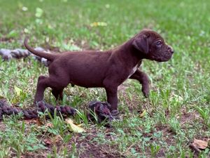 A chocolate Labrador puppy stands alert on green grass in an outdoor setting.