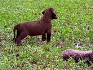 Chocolate Labrador puppy standing in green grass next to a pink toy hedgehog.