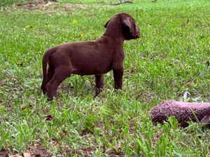 A chocolate brown Labrador puppy stands in green grass next to a chew toy outdoors.