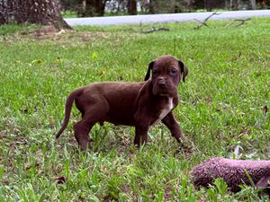 Chocolate brown puppy standing on green grass outdoors, likely a Labrador or Boxer mix breed dog.