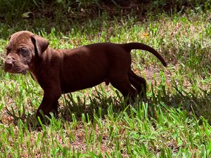 Chocolate Labrador puppy standing in green grass outdoors.