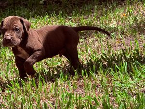 Adorable chocolate Lab puppy running through lush green grass outdoors.