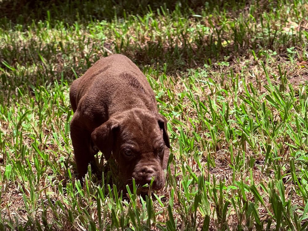 Chocolate Labrador puppy sniffing green grass in sunny outdoor setting.
