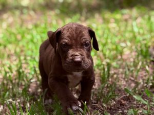 Adorable chocolate brown pit bull puppy walking through green grass outdoors in natural light.