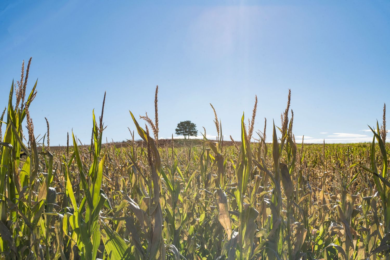 Panoramic view of a lush green cornfield stretching to the horizon under a bright blue summer sky.