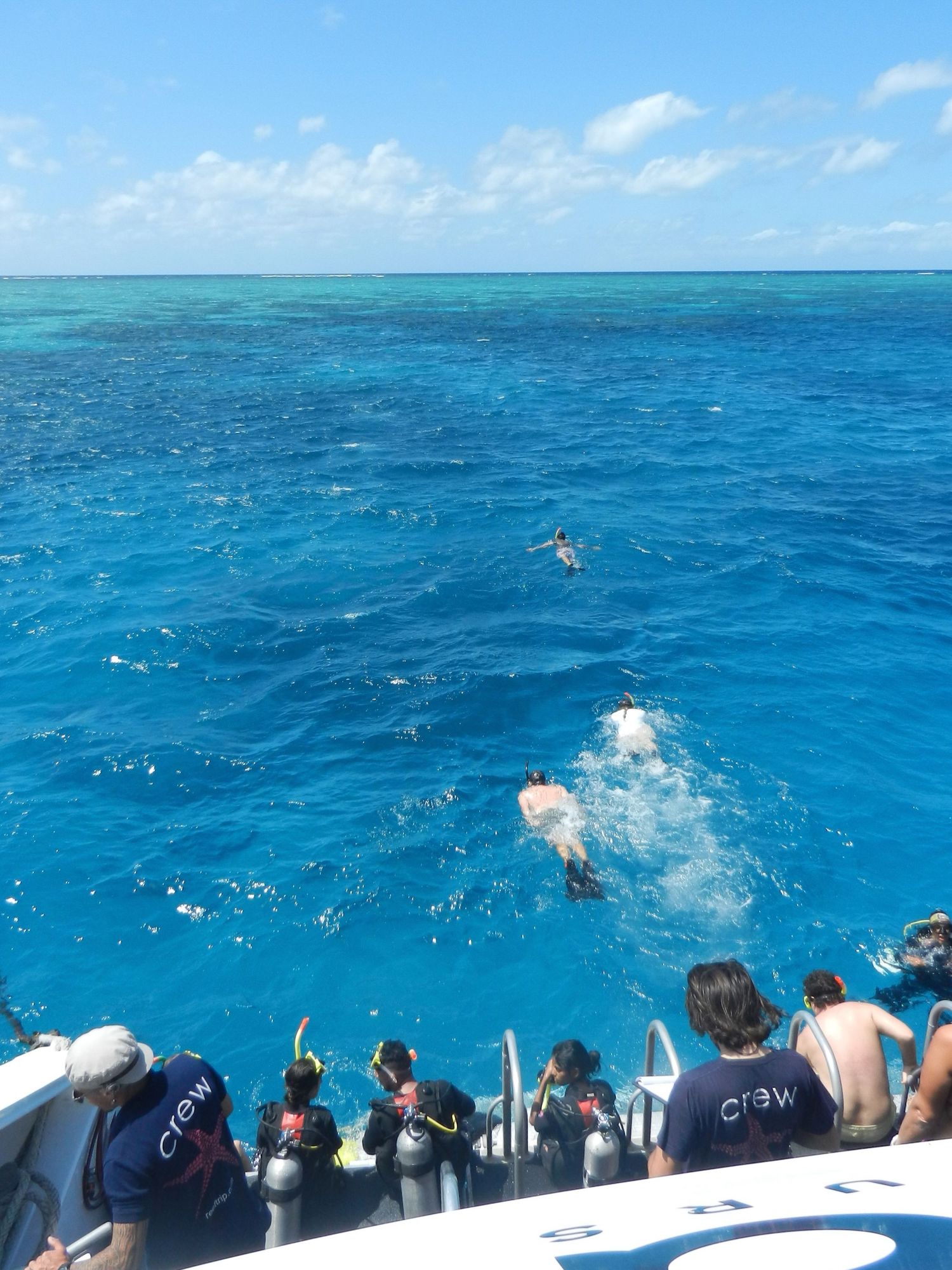 A sequence of photos showing dolphins swimming and jumping alongside a boat in crystal clear turquoise waters.