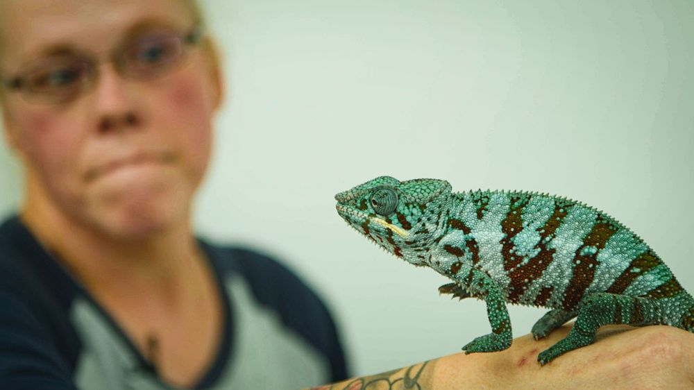 A sequence of images shows a chameleon changing color from green to brown while perched on a person's hand.