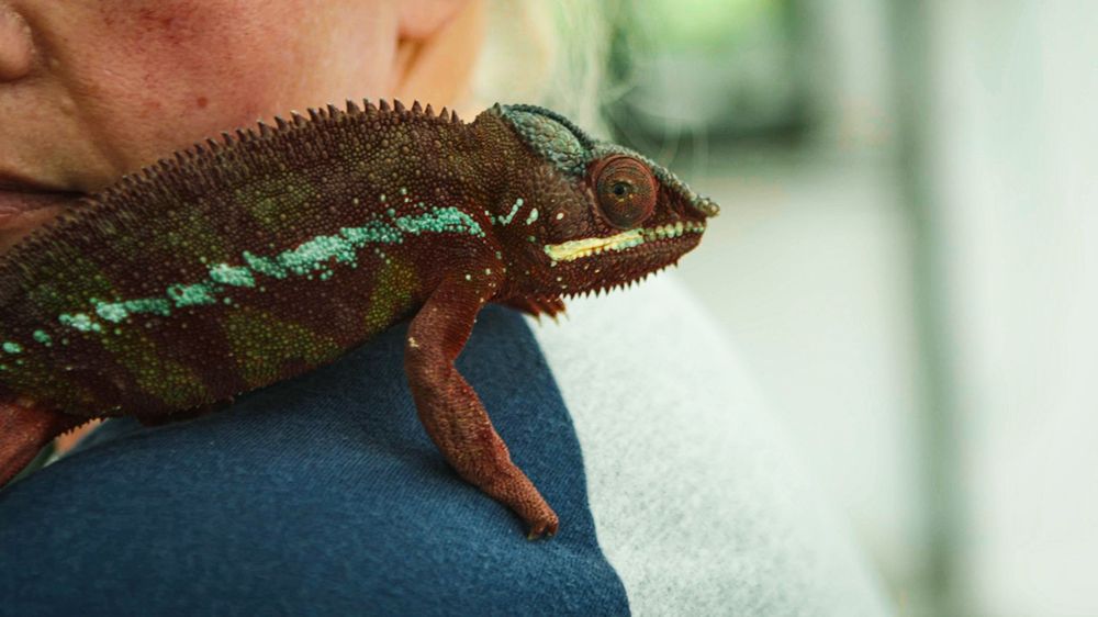 Close-up sequence showing a chameleon's color changing from brown to turquoise blue on dark fabric.