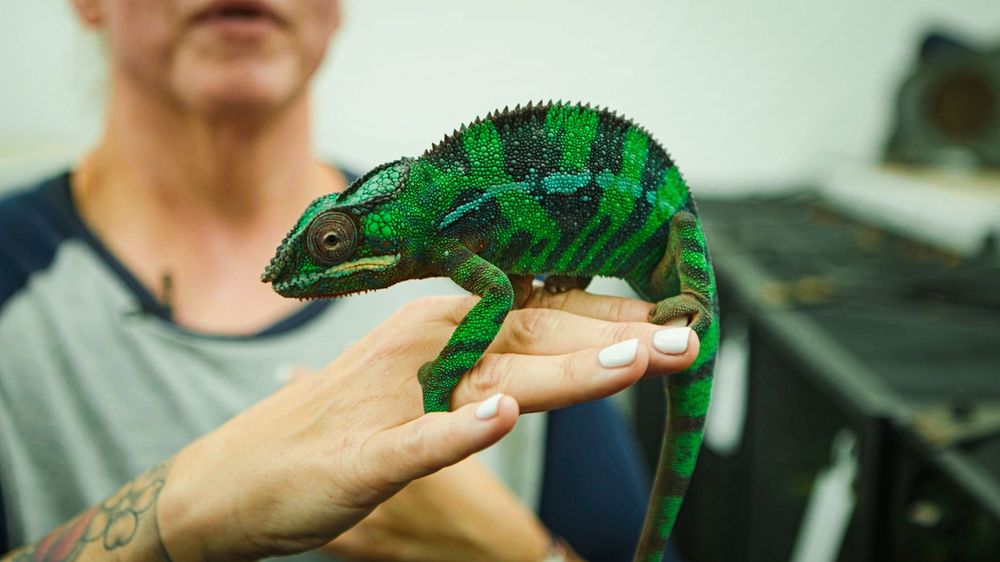A bright green panther chameleon perches on someone's hand while displaying its vibrant coloring.
