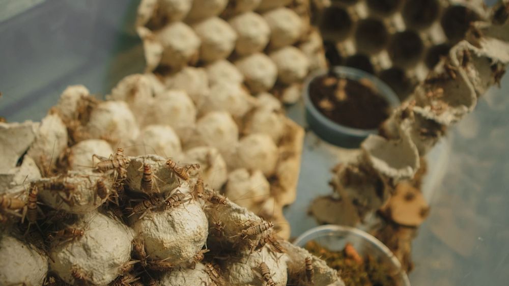 Fresh ginger root arranged in neat rows showing its knobby, tan-colored rhizomes.